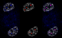Cellules THP-1 infectées par le VIH et formation de MLO