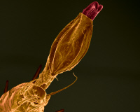 Ixodes ricinus femelle, extrémité de la patte en position allongée