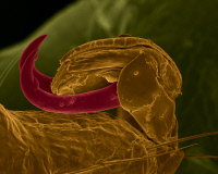 Ixodes ricinus femelle, extrémité de la patte en position repliée