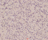 Roseburia intestinalis en microscopie optique