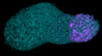 Gastruloïde, modèle multicellulaire in vitro de la gastrulation de l'embryon