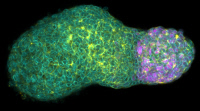 Gastruloïde, modèle multicellulaire in vitro de la gastrulation de l'embryon