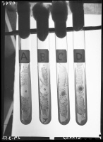 Tubes contenant le bacille de la peste 1957