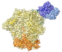 Fragments anticorps du bNAb EPCT112 formant un complexe avec la protéine d'enveloppe du VIH-1.
