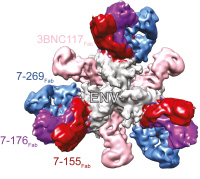 Fragments de trois anticorps neutralisants à large spectre (bNAbs) découverts à l’Institut Pasteur