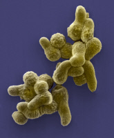 Spores d’Aspergillus fumigatus en train de germer.
