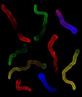Microscopie à fluorescence de mycélium d’Aspergillus fumigatus