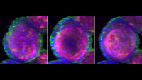 Visualisation 3D d'un organode de peau généré à partir de kératinocytes humains