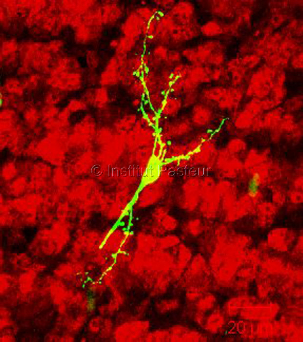 Néo-neurone dans le bulbe olfactif