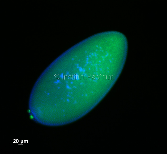 Embryon de drosophile fixé