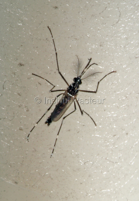 Moustique Aedes aegypti mâle