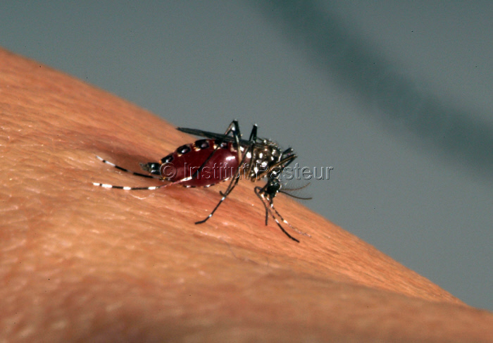 Repas de sang d'Aedes aegypti femelle