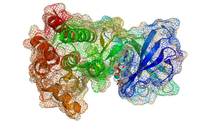 Protéine PknB protéine kinase de Mycobacterium tuberculosis