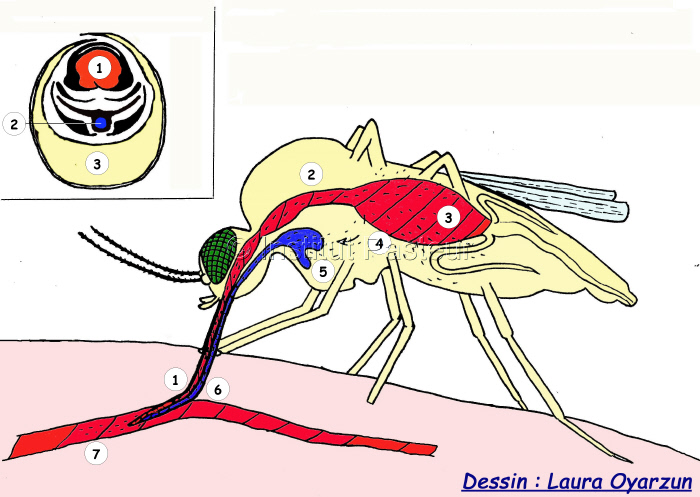 Cycle du virus de la Dengue chez le moustique