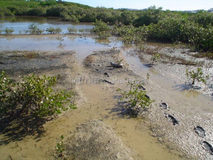 Marécage en amont de la mangrove sur la presqu'île d'Ouémo, Nouvelle-Calédonie. Gîte à Aedes vigilax.