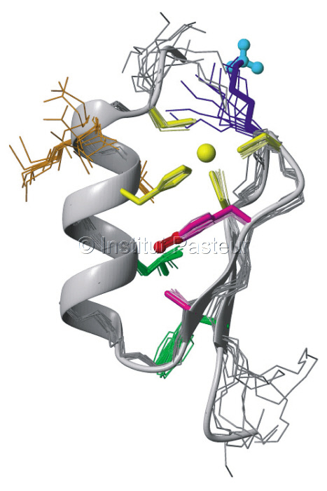 Structure du domaine en doigt de zinc de la protéine NEMO