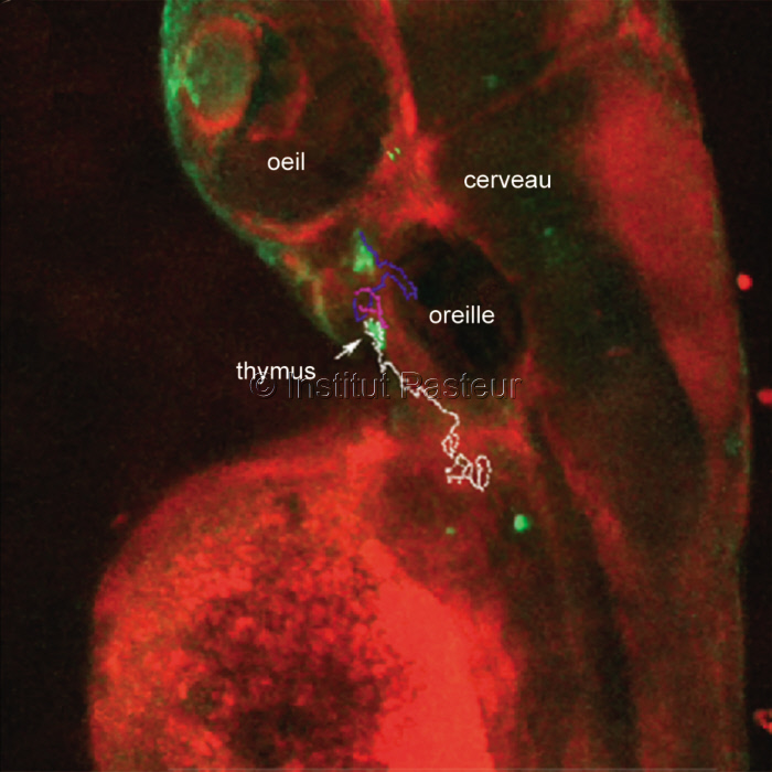 Migration cellulaire de précurseurs de lymphocytes chez le zebrafish