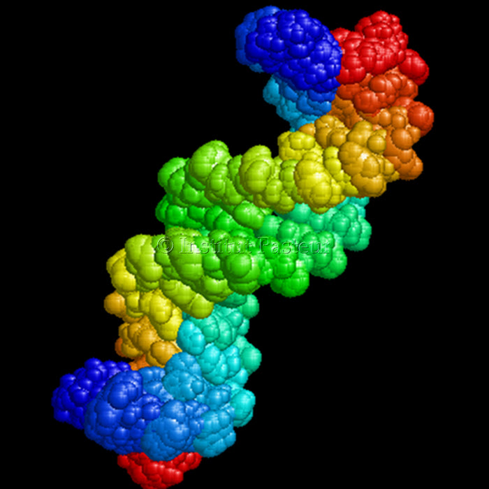 ADN du bactériophage SPO1 de Bacillus subtilis