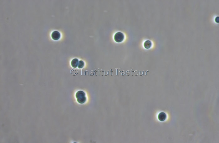 Cyanobactérie Synechocystis souche PCC 8932.