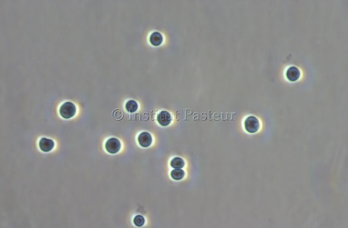 Cyanobactérie Synechocystis souche PCC 8932