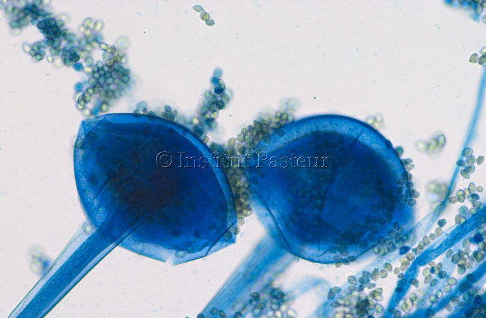 Rhizopus oryzae, champignon filamenteux.
