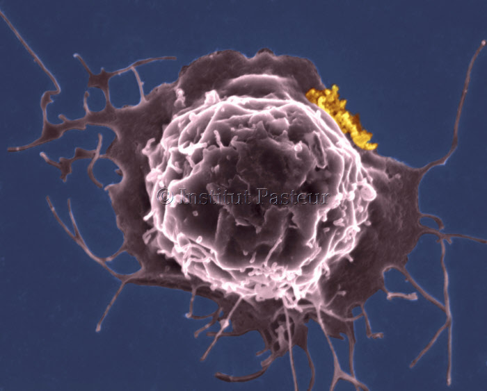 Biofilm formé par HTLV-1 (en jaune) à la surface d'une cellule
