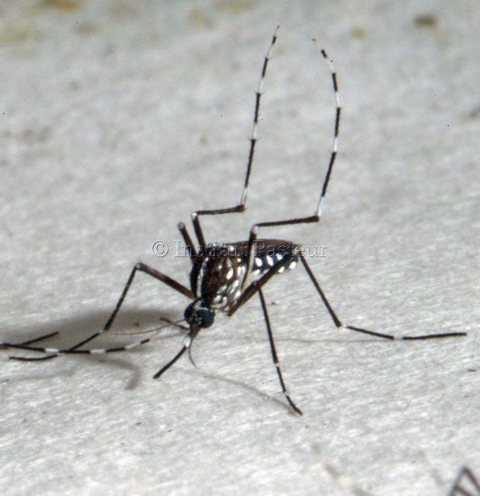 Aedes albopictus femelle dans un insectarium