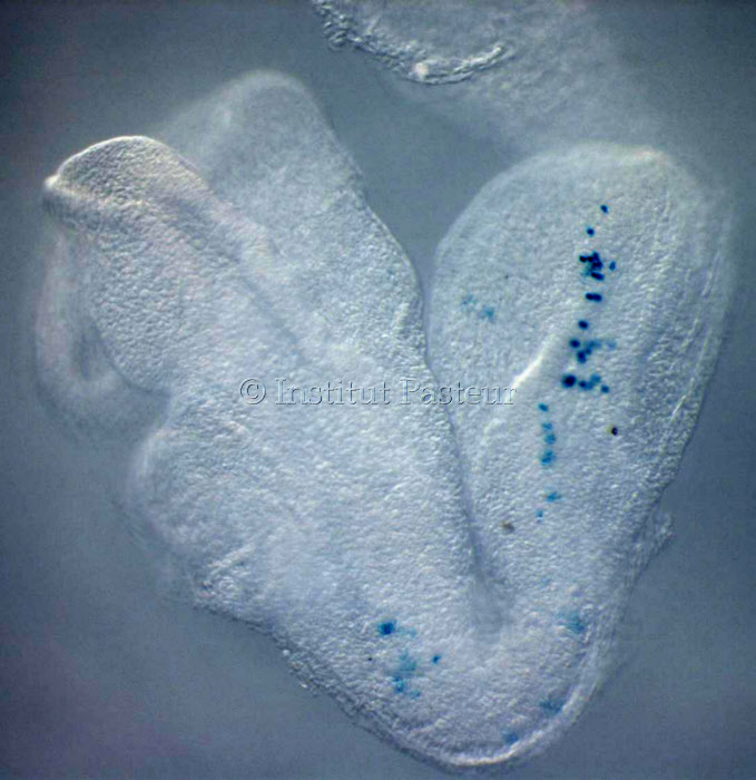 Cellules dans un embryon de souris