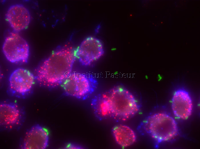 Legionelles (en vert) qui infectent des cellules