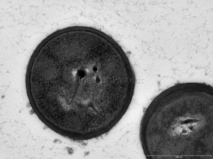 Streptococcus macedonicus en microscopie électronique à transmission