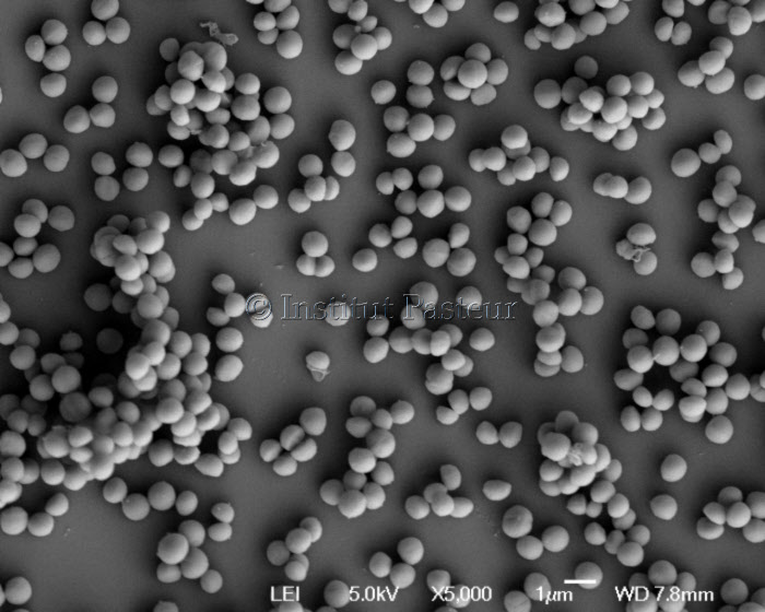 Staphylococcus aureus en microscopie à balayage