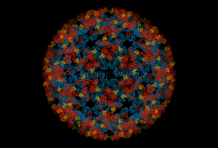 Structure tridimensionnelle des protéines de surface du virus du chikungunya