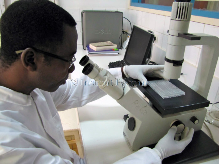 Observation au microscope à l'Institut Pasteur de Bangui en 2010
