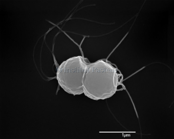 Bactérie Helicobacter pylori forme coccoïde en microscopie électronique à balayage