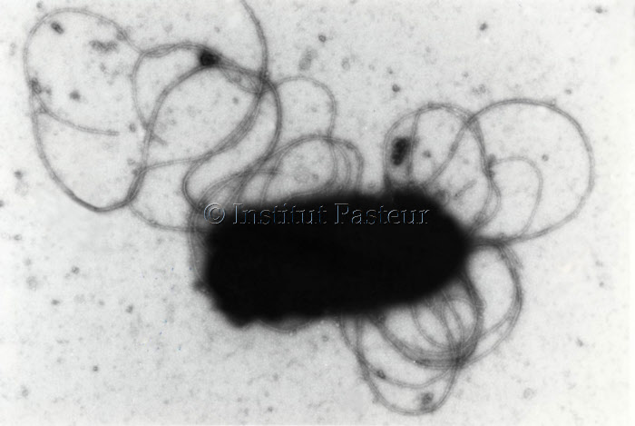 Clostridium botulinum avec flagelles