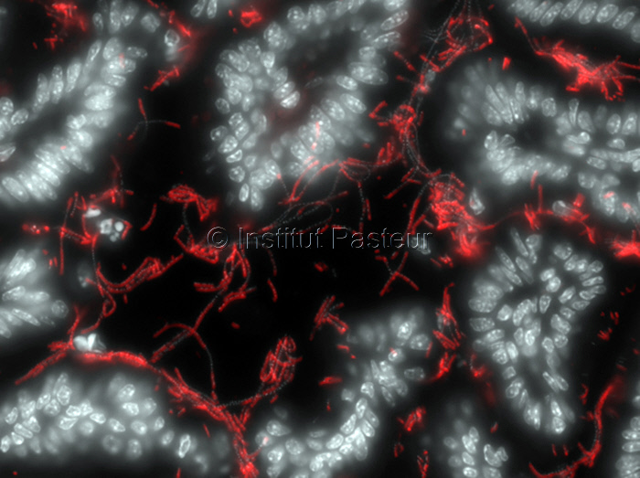Bactérie symbiotique (rouge) attachée à l'intestin (en blanc)