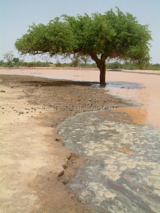 Mare à Banizoumbou, Niger