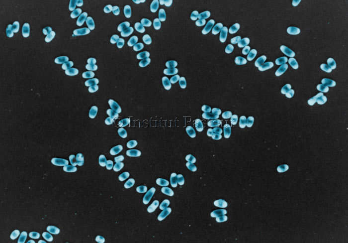 Mycobacterium avium en microscopie electronique à balayage. Fausses couleurs.