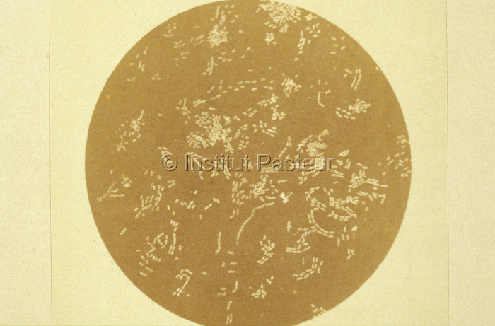 Photomicrographie de Mycoderma aceti