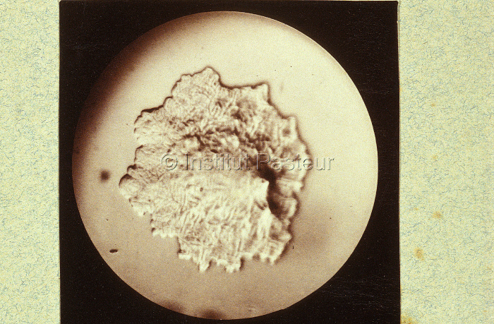 Photomicrographie "Bacille typhique, colonie sur gélatine", 1887