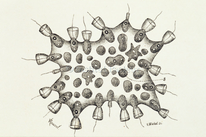 Phagocytose, Protospongia Haeckeli