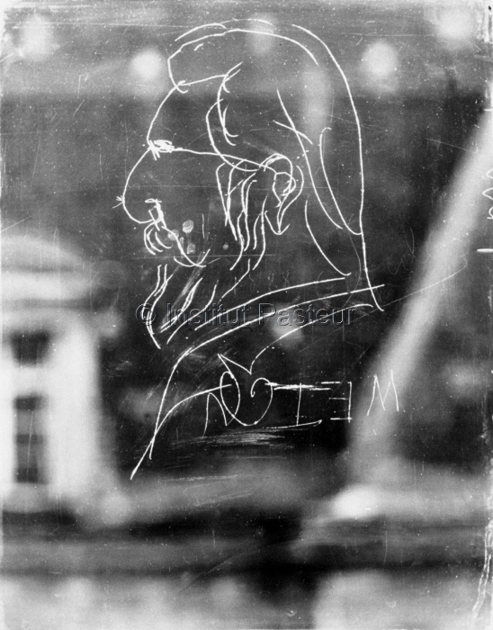 Caricature d'Elie Metchnikoff gravée sur une vitre