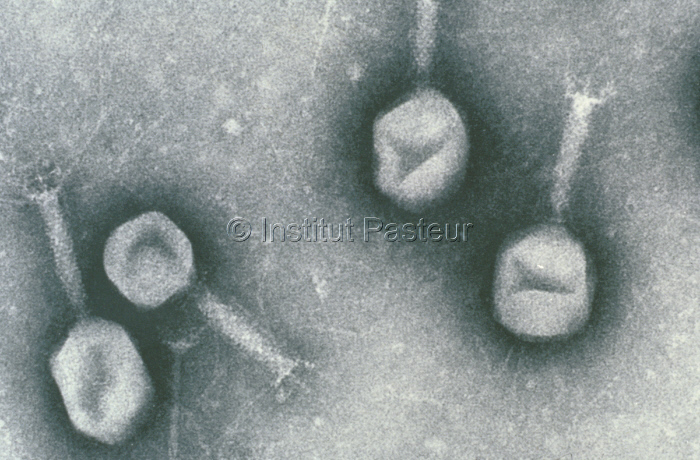 Bactériophages T2 d'Escherichia coli.