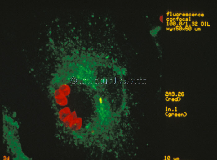 Leishmania dans un macrophage de souris