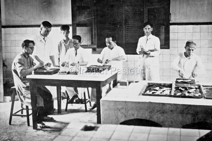 Dissection des glandes à venin de serpents à l'Institut Pasteur de Saïgon vers 1900