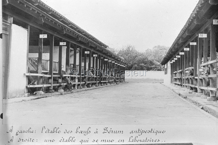 Institut Pasteur de Phnom Penh au Cambodge en 1955.
