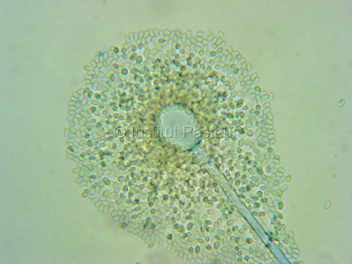 Sporocyste et endospores de Mucor circinelloides. Montage au bleu lactique.