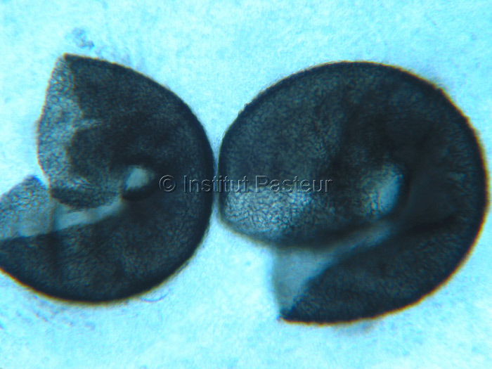 Microascus trigonosporus