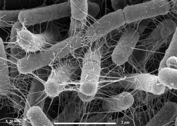 Biofilm d'Escherichia coli K12 souche MG1655