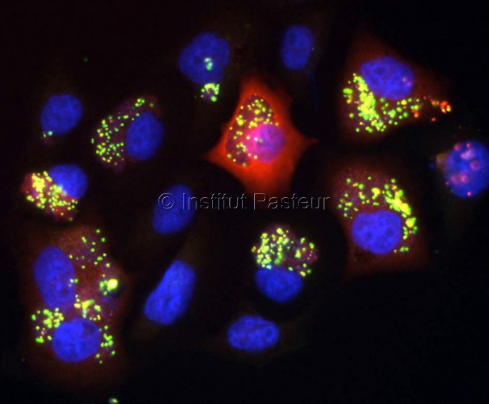 Cellules infectées par Chlamydia trachomatis